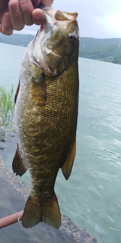 スモールマウスバスの釣果