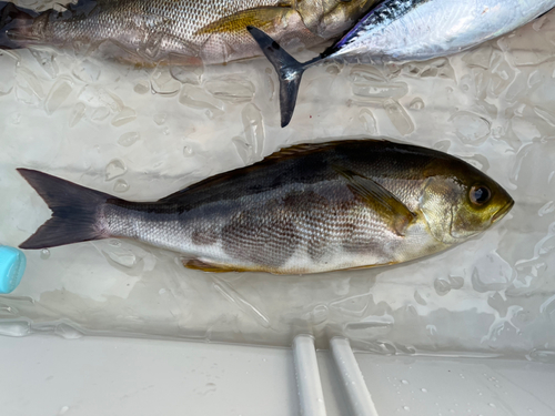 イサキの釣果