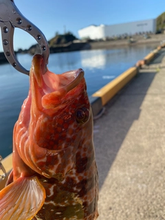 キジハタの釣果