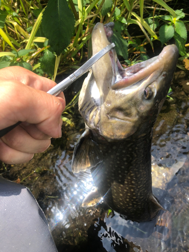 イワナの釣果