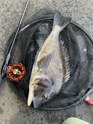 クロダイの釣果