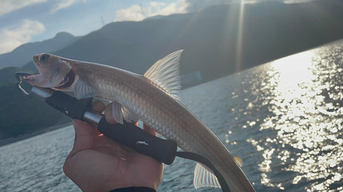 マエソの釣果