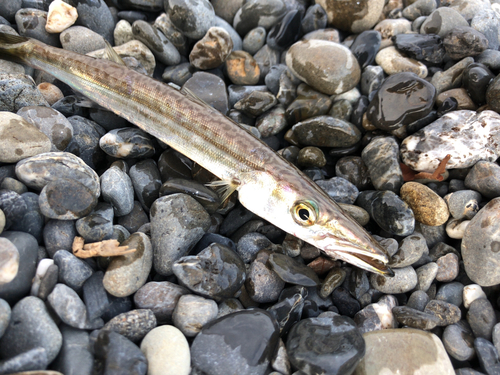 カマスの釣果