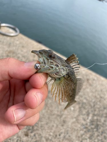 アナハゼの釣果