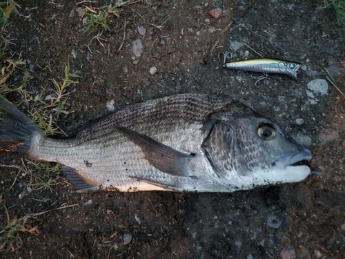 チヌの釣果