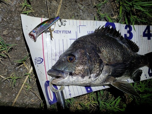 チヌの釣果