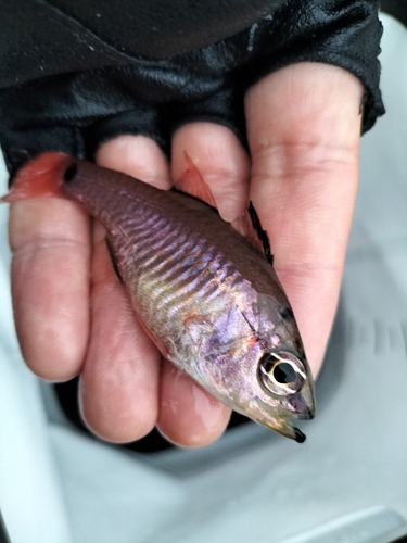 ネンブツダイの釣果