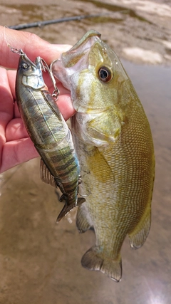 スモールマウスバスの釣果