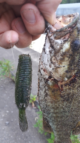 スモールマウスバスの釣果