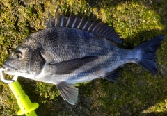 クロダイの釣果