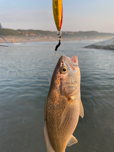 イシモチの釣果