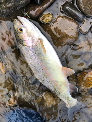 ニジマスの釣果