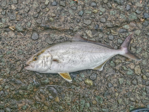 カンパチの釣果