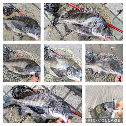 クロダイの釣果