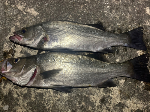 ヒラスズキの釣果