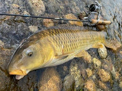 コイの釣果