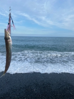 カマスの釣果