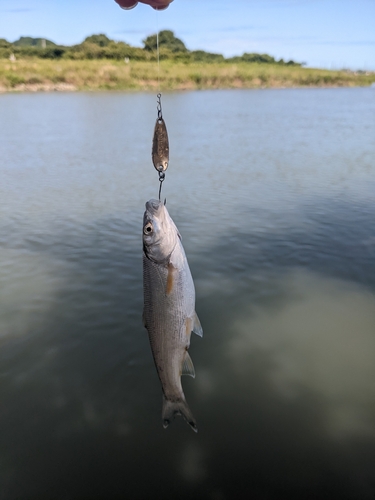 ウグイの釣果