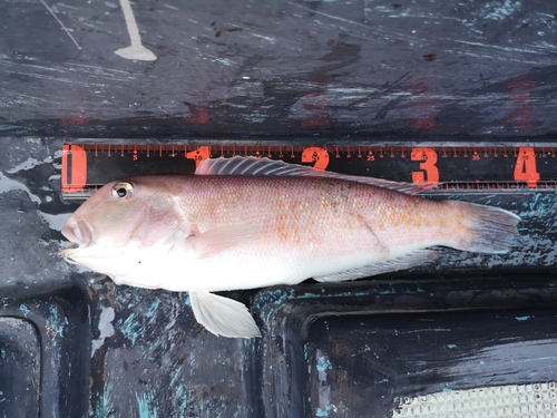 シロアマダイの釣果