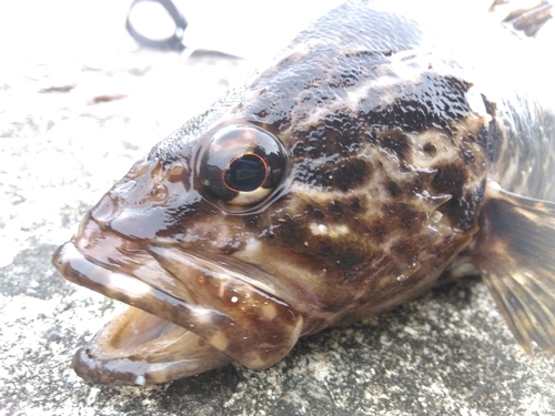 タケノコメバルの釣果