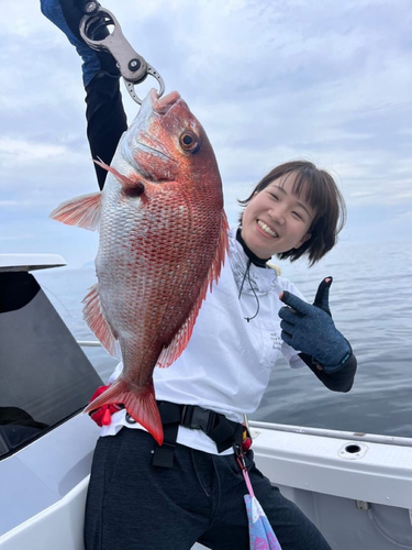 マダイの釣果