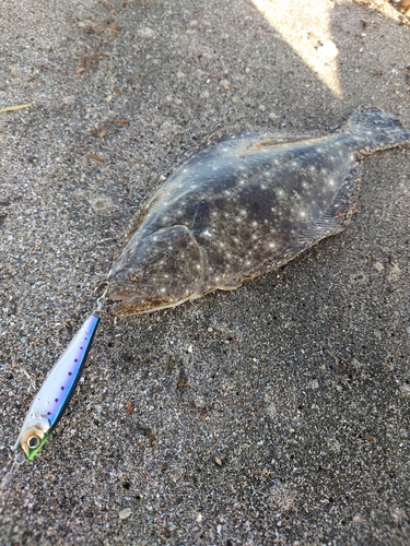 ソゲの釣果