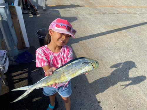 シイラの釣果