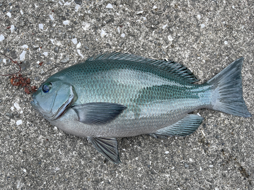 メジナの釣果