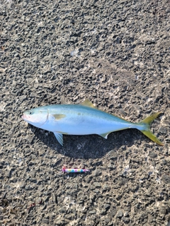 イナダの釣果