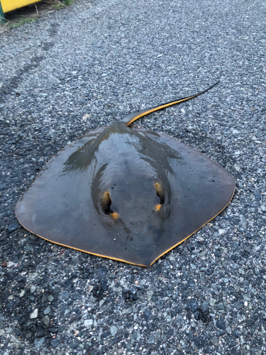 アカエイの釣果