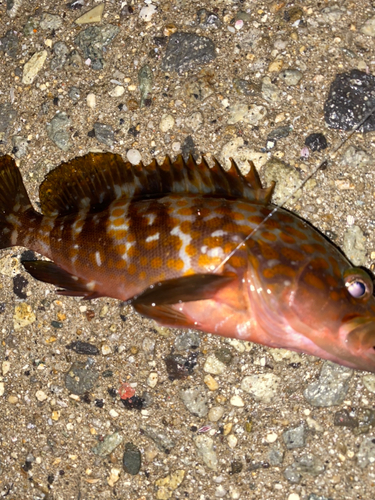 カレイの釣果