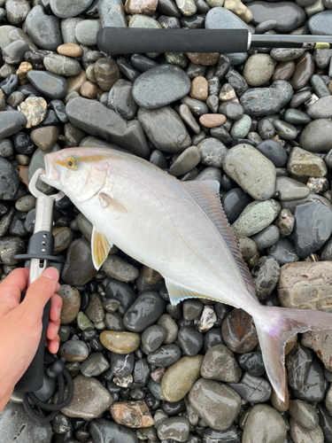 ショゴの釣果