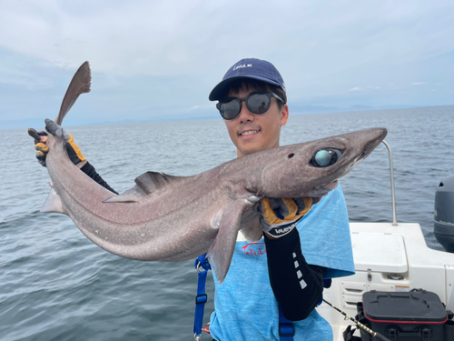 モミジザメの釣果