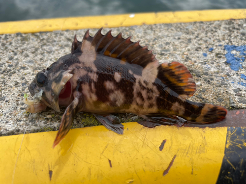 エゾメバルの釣果