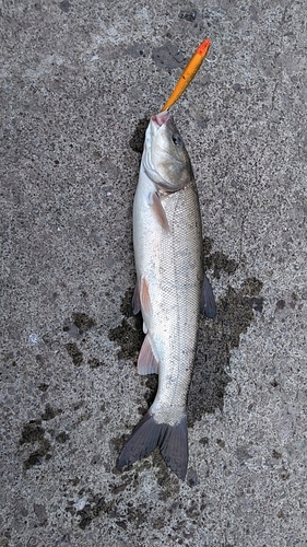 ウグイの釣果