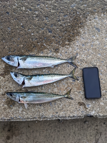 サバの釣果