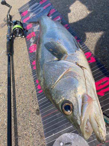 セイゴ（マルスズキ）の釣果