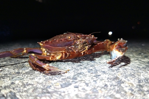 イシガニの釣果