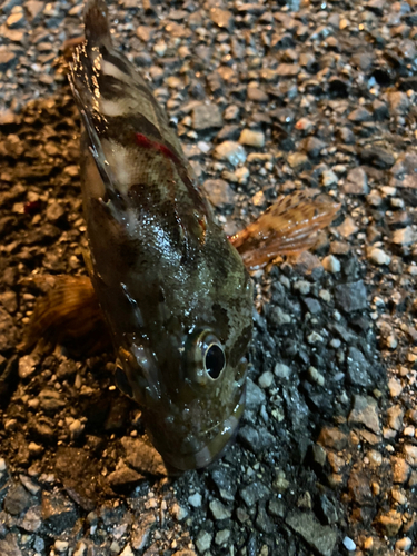 カサゴの釣果