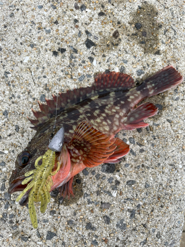 アラカブの釣果