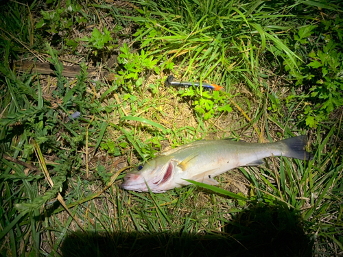 スズキの釣果