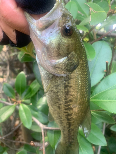 ラージマウスバスの釣果