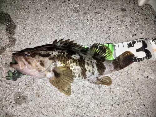 タケノコメバルの釣果