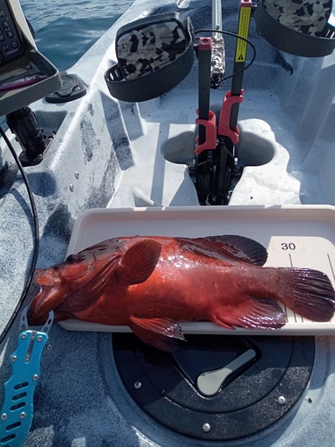 アザハタの釣果