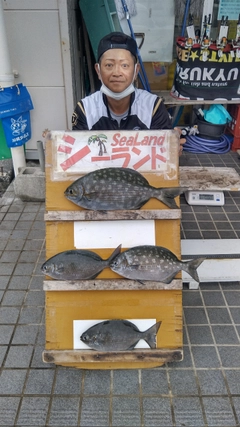 イスズミの釣果