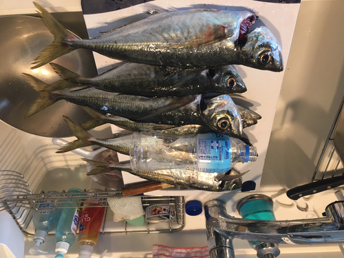 アオアジの釣果