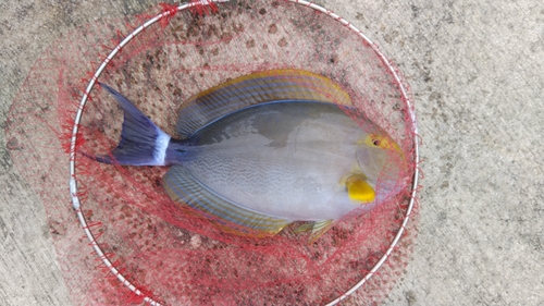 ニザダイの釣果