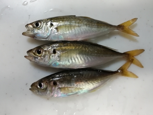 アジの釣果