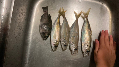 アジの釣果