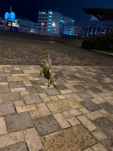 カニの釣果